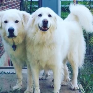 Meet your Posher, Lara